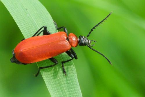 Réf. 203 947 : Pyrochroa coccinea